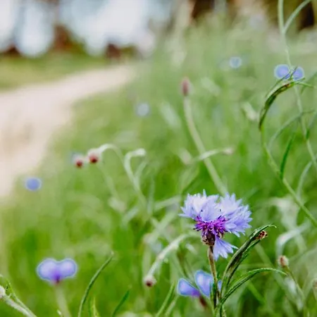 펜션 Pod Jeleniem *