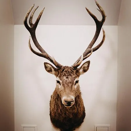 Pod Jeleniem
