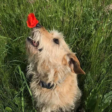 Pod Jeleniem * 밀리치