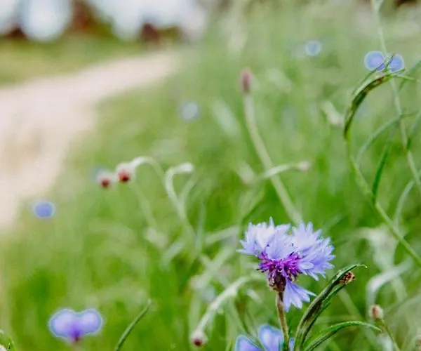 Сasa de vacaciones Pod Jeleniem *