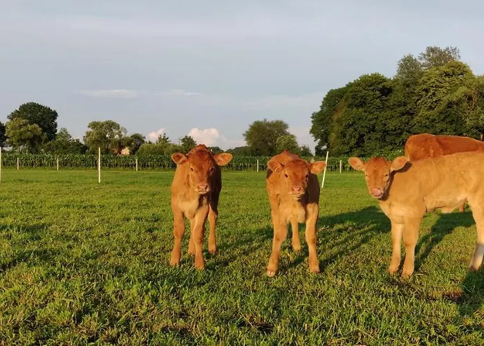 Pod Jeleniem Сasa de vacaciones Milicz