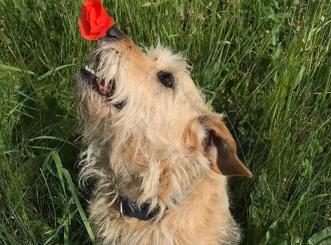 Pod Jeleniem * Milicz