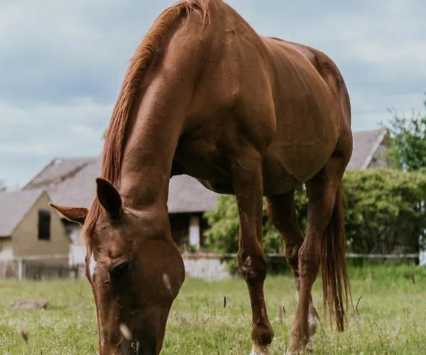 Pod Jeleniem Сasa de vacaciones *
